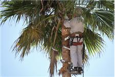 Henderson Tree Service image 4