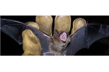 Bat Busters Wildlife image 1