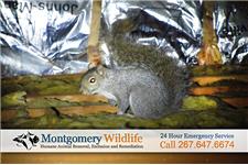 Montgomery Wildlife Removal              image 3
