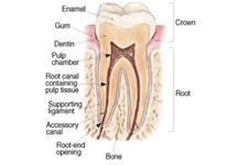 Best Endodontics of Glenview, Ltd. image 7