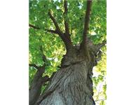 Upstate Ny Tree Services image 1
