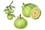 garcinia cambogia veda logo