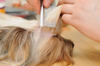 Fur Babys Grooming image 1