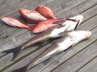 Marlin Hunter Fishing Charters image 2