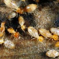 A Pest and Termite MGMT Specialist image 6