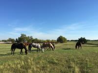 Legends Horse Ranch image 2