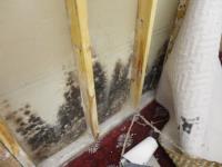 Dry Ease Mold Removal NYC image 3