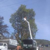 Bonnell Tree Technicians image 1