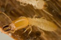 Attack Termite And Pest Control image 1