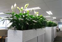 San Francisco Indoor & Office Plants image 1