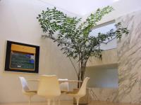 San Francisco Indoor & Office Plants image 2