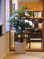 San Francisco Indoor & Office Plants image 4