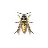 Pest Control Service image 1