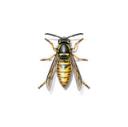 Pest Control Service logo