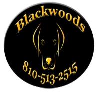 Blackwoods Labradors image 1