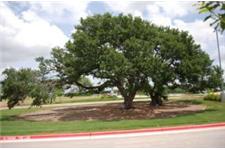 Central Texas Tree Care image 4