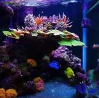 Aquarium Wizards image 2