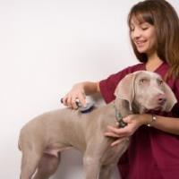 Puppy Love Pet Spa & Grooming image 2