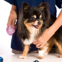 Puppy Love Pet Spa & Grooming image 3