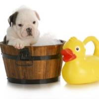 Puppy Love Pet Spa & Grooming image 4