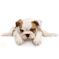 Orvee's Pet Centers & Dog Grooming image 1
