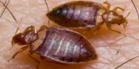 OCP Termite & Pest Control Pasadena Exterminator image 2