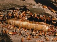 OCP Termite & Pest Control Pasadena Exterminator image 4