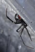 Bug Zapper Pest Control image 3