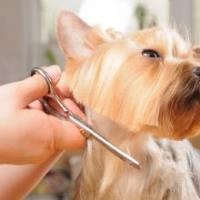 Classic Cuts Dog Grooming image 3