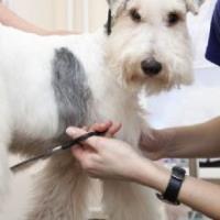 Classic Cuts Dog Grooming image 4