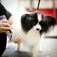 Classic Cuts Dog Grooming image 5