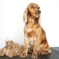 Classic Cuts Dog Grooming image 1