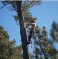 Pearland Tree Service image 2
