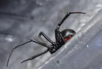 Bug Zapper Pest Control image 3