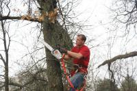 Arelica Tree Service Waterford image 2
