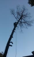 Golden Oak Tree Service, Inc. image 2