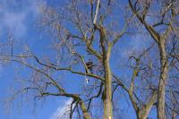 Arelica Tree Service Of West Bloomfield image 3