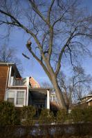 Arelica Tree Service Of West Bloomfield image 2
