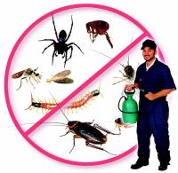 Detest Pests Pest Control image 1