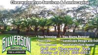 Silverson Tree Services & Landscaping - Clearwater image 4