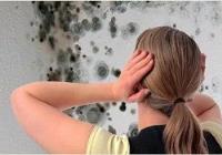 Mold Removal Pros Baltimore image 1