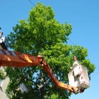 Overman Tree Service image 3