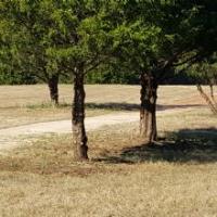 Overman Tree Service image 4