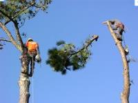 Raleigh Tree Care image 1