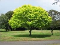 Hutto Tree and Lawn Services image 1