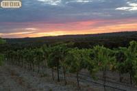 Dove Ridge Vineyard image 3