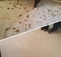 Complete Interiors Carpet Cleaning Rancho image 4