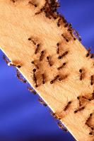 Excellence Pest & Termite Control image 2