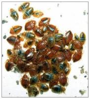 Excellence Pest & Termite Control image 3