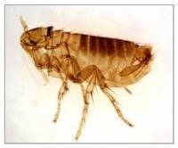 Excellence Pest & Termite Control image 4